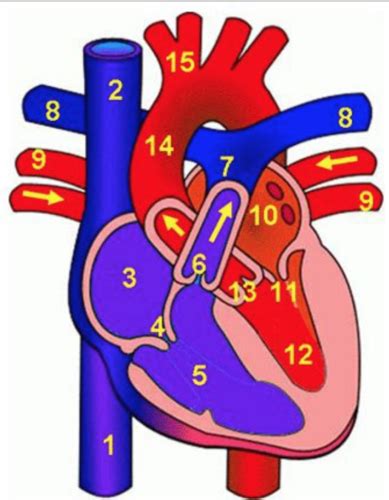 Structures Of The Heart Terms Structures Of The Heart Diagram