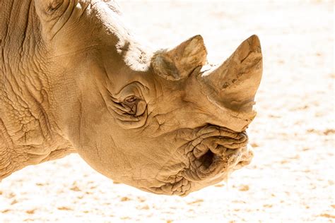 Rhino Africa Pachyderm Free Image Download