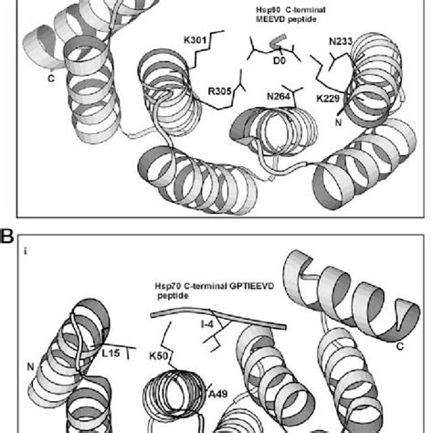 Hop Tpr Domains In Complexes With C Terminal Hsc And Hsp Peptides