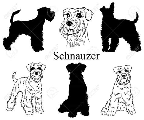 Dibujos De Schnauzer Para Colorear Vsun