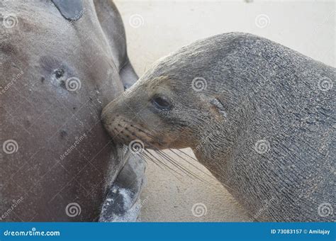 Baby sea lion feeding stock image. Image of galapagos - 73083157