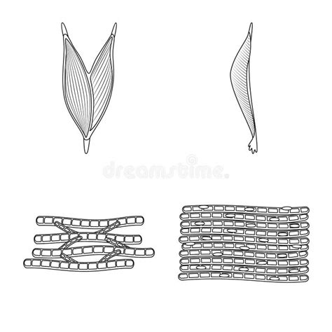 Objet D Isolement De Fibre Et De Signe Musculaire Collection D Ic Ne De