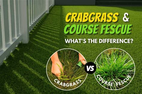 Can Crabgrass Kill Fescue Find Out Here Lawnhelpful