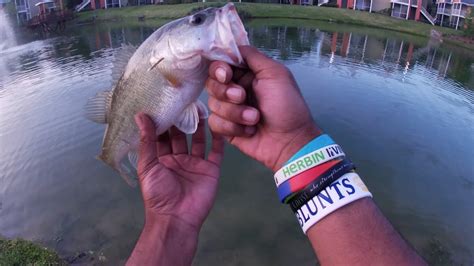 Fishing A Gated Apartment Pond For Monster Bass😳ocala Fl Youtube