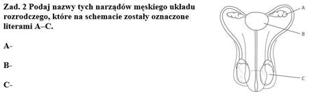 Podaj nazwy tych narządów męskiego układu rozrodczego które na