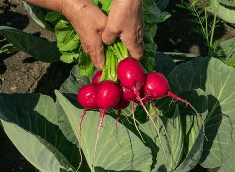 Cosecha De R Bano Ecol Gico En Huerta Ramo De Ra Ces Sucias En Manos