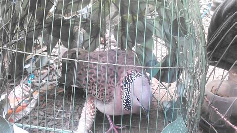 Chim Cu Gay Giong Tho Sam Youtube