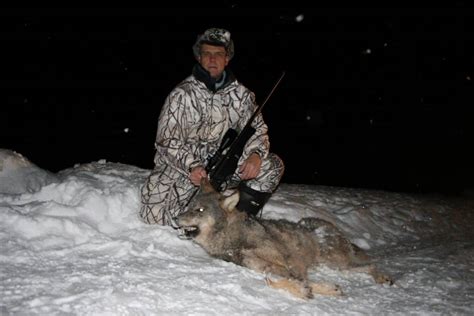 Photos and Videos of Wolf Hunting