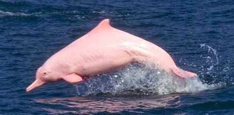 The Minke Connection: Another Rare Albino Dolphin Captured in Japan’s ...