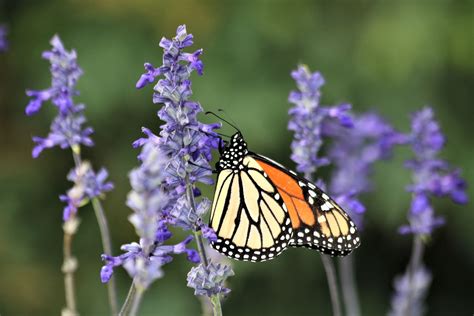 Monarch Butterfly On Blue Salvia 3 Free Stock Photo Public Domain