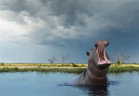 Teeth Tell Tale of Hippo's Quick Spread Across Africa | Scientific American