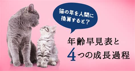 猫 の 成長 過程 画像