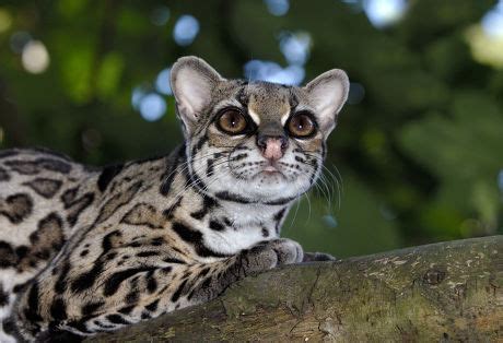 Margay Felis Wiedii Adult Lying On Editorial Stock Photo Stock Image