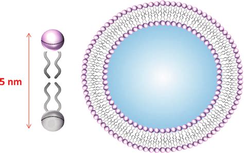 Schematic Representation Of Unilamellar Vesicle Download Scientific Diagram