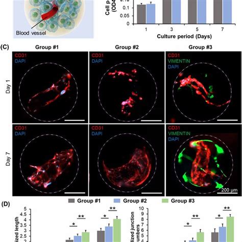 Construction Of Vascularized Heterogeneous Spheroid Through The Download Scientific Diagram