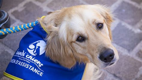 Mettre le lien qui unit l être humain et le chien au service d une