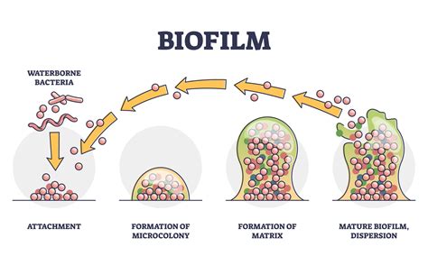 Biofilm Threats And The Chlorine Dioxide Solution PureLine