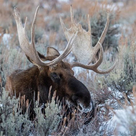 Moose Bull Moose Bull Moose Photo Wildlife Photography Wildlife Art ...