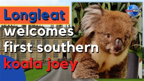 England Longleat Welcomes First Southern Koala Joey Youtube