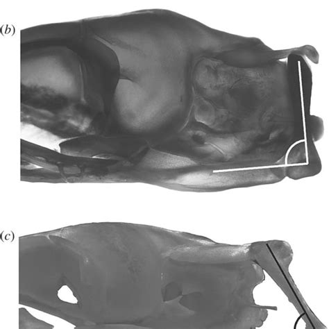 Simplified phylogenetic tree of snakes [45] showing the information ... 