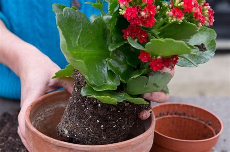 Kalanchoe Care How To Care For A Kalanchoe Plant Bbc Gardeners World Magazine