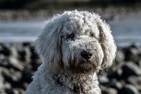 Goldendoodle Dog Breed Information | DoggOwner