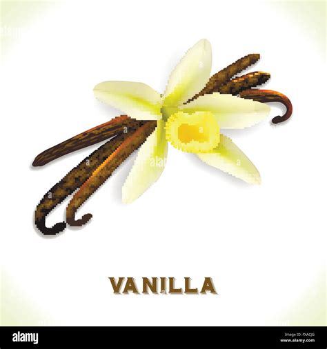 Vanilla Pod Isolated On White Stock Vector Image And Art Alamy