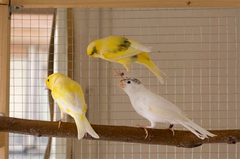 The Most Popular Pet Canaries as Companion Birds - BirdsFlye