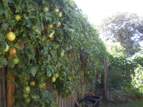 How To Grow Passion Fruit Passion Fruit Plant Growing Passion Fruit Fruit Plants