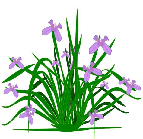 Plants flower clipart - Clipground