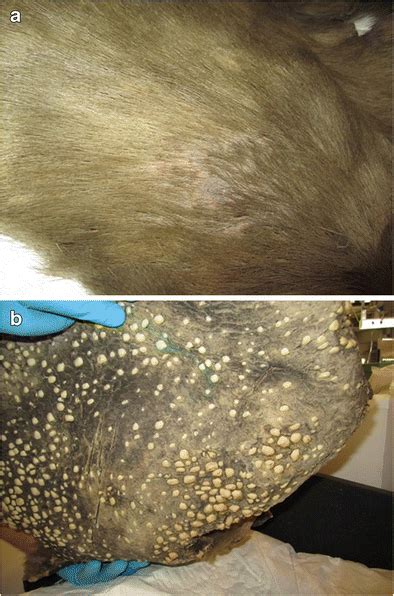 An Overview Of The Presence Of Osteoderms In Sloths Implications For