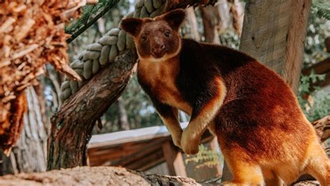 | Taronga Conservation Society Australia