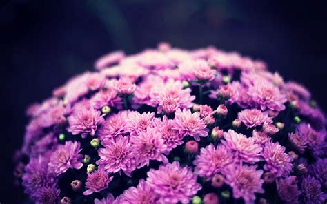 Chrysanthemum Wallpapers - Top Free Chrysanthemum Backgrounds ...