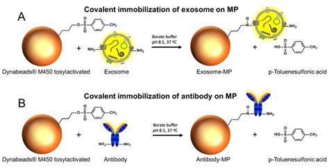 A Direct Covalent Immobilization On Dynabeads ® M450 Tosylactivated