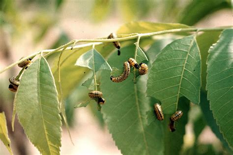 Dogwood Sawfly - Prevention and Treatment