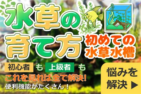 熱帯魚水槽にレイアウトする石・岩特集｜おすすめの石10選と配置の注意点を解説｜東京アクアガーデン