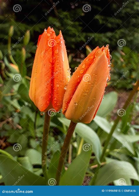 Raindrops on Orange Tulips in the Garden Stock Image - Image of garden ...