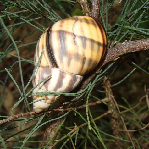 Stock Island Tree Snail Orthalicus Reses Reses A Photo On Flickriver