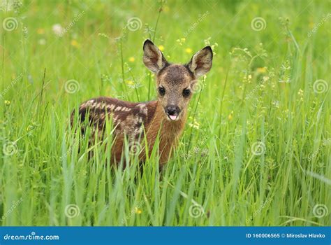 Adorable Roe Deer Fawn Capreolus Capreolus Stock Image Image Of Muzzle Defenseless 160006565