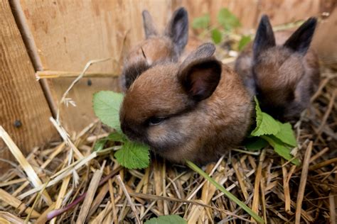 How To Breed Rabbits Countryside