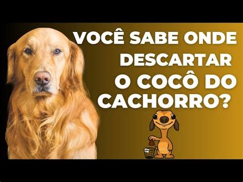 Coc De Cachorro Voc Sabe Descartar Corretamente Youtube