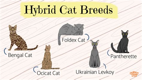 24 Hybrid Cat Breeds That You Would Find Exotic - The Goody Pet