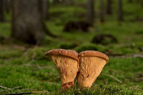 Mushrooms Velvet Foot Roll Free Photo On Pixabay Pixabay