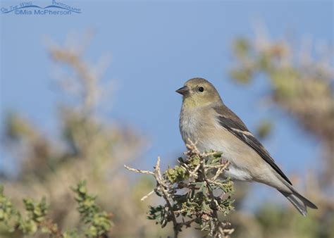 American Goldfinches In Winter Plumage - Mia McPherson's On The Wing