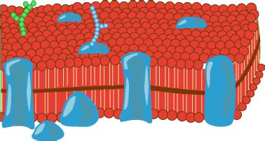 Cell Membrane Diagram Labeled