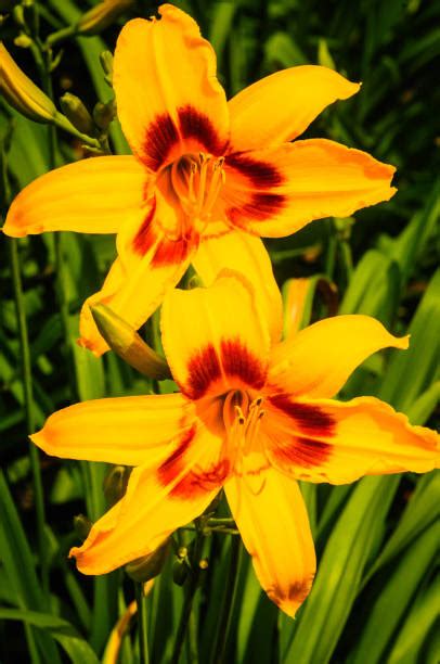 100 Dual Day Lily Stock Photos Pictures And Royalty Free Images Istock