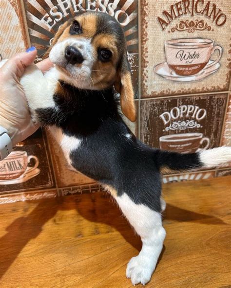 Pocket beagle/Pocket beagles/Pocket beagle for sale