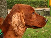 Irish Setter Wikimedia Commons