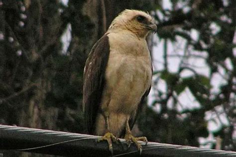 Hawaiian Hawk (Buteo solitarius) - Hawaii Bird Guide