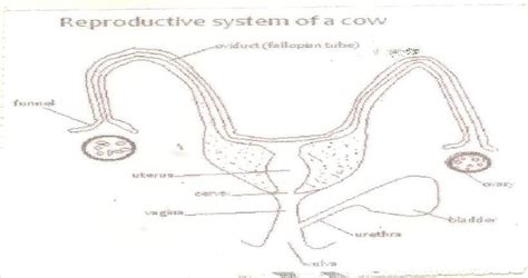 Cow Reproductive Anatomy Anatomical Charts Posters